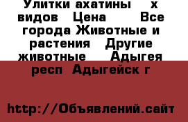 Улитки ахатины  2-х видов › Цена ­ 0 - Все города Животные и растения » Другие животные   . Адыгея респ.,Адыгейск г.